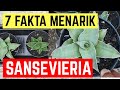 7 Fakta Menarik Tanaman Sansevieria, Teman-teman Wajib Tau. (Manfaat/keunggulan Sansevieria)