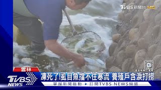 凍死了!虱目魚擋不住寒流 養殖戶含淚打撈｜TVBS新聞 @TVBSNEWS01