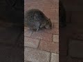 Cutest Quokka of Rottnest Island