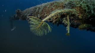 Wreck diving Peltastis Krk Croatia Vrbnik