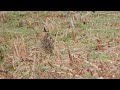 malabar crested lark