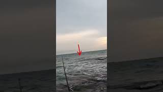 தூண்டில் தப்பியது குட்டி சீலா மீன் | Sheela meen fish #fishing #shortsfeed #shortvideo #reels