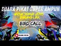 SUARA BURUNG RIBUT MP3 paling AMPUH!! LIBAS semua jenis BURUNG KECIL