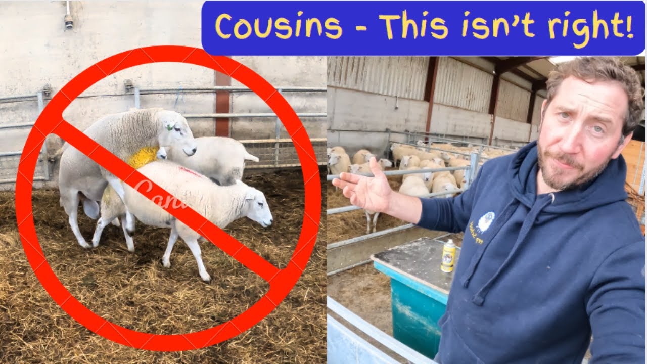 Sheep Breeding Tips Sorting Raddling And Inbreeding Prevention