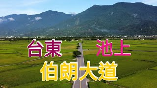 台東池上伯朗大道空拍