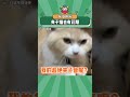 夹子猫也有花期！ 猫咪 万万没想到 谁说猫猫没有表情的 娱乐评论大赏 shorts