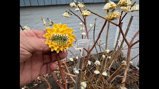 Edgeworthia in full flower. You can grow I wider range of plants with a little winter protection