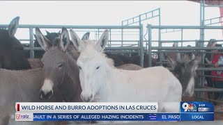 Wild horse, burro adoptions in Las Cruces