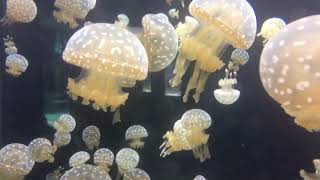 Peaceful Spotted Jellyfish - Relaxing Music for Relieving Stress - Erik Satie Gymnopedie 1 Piano