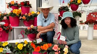 California Spring Trials 2023: Begonia Limitless Series From Syngenta Flowers