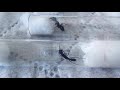 epic ant battles 2 camponotus fellah israel vs harpegnathos venator china 21.05.2021