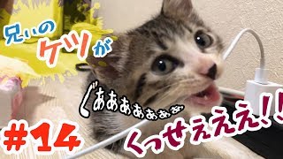 【保護猫】お尻の匂いで失神しかけた子猫　【フレーメン】