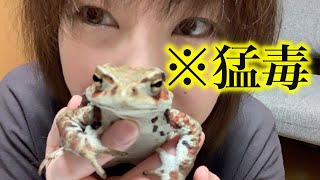 【注意喚起】ヒキガエルには猛毒があります触らないでください | Toads are poisonous Let's be careful