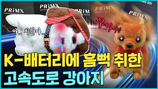 우리 개는 물 수도 있어요 👿 K-배터리 + 고속도로 강아지🐶 전설의 레전드 시선 강탈 장난감 탄생 🐕ㅣ배터리 실험실🔋