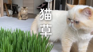 猫さん達に猫草を献上しました。そこそこ多めの猫草を前にしたエキゾチックショートヘアの猫さん達。【エキゾチック多頭飼い】