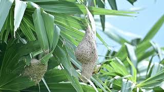 നിങ്ങൾ എപ്പോഴെങ്കിലും എഞ്ചിനീയർ പക്ഷിയെ കണ്ടിട്ടുണ്ടോ?  #weaverbird #bird #nature #birdsofinstagram