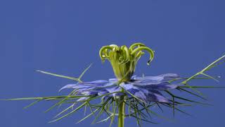 Flowers opening time lapse. Various shapes \u0026 colours to attract pollinating insects and us