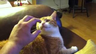 Opie the Trololo cat