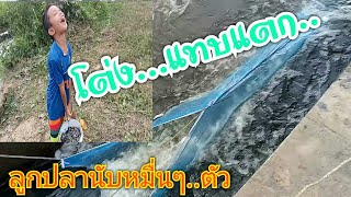 โต่งปลาหลังฝนตก...แทบระเบิด