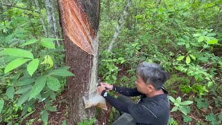 酸汤奶浆菌！ 今天上山割松脂，原本不打算吃菌子啦，结果一条路都能偶遇鸡枞跟奶浆菌，今天做一锅酸汤奶浆菌！