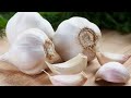 வெள்ளை பூண்டு மருத்துவ பயன்கள் நன்மைகள் garlic health benefits in tamil health tips simply easy