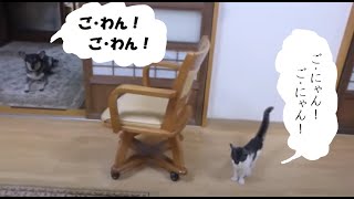 犬に影響され 猫まで腹ペコ猫になった