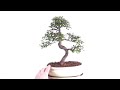 sold pe147 exquisite premium bonsai chinese elm bonsai in an ivory pot.