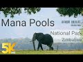 5K African Wildlife Documentary - Mana Pools National Park, Zimbabwe - Short Preview