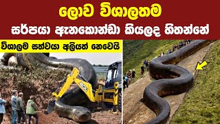 ලොව විශාලතම සතුන් 08 දෙනා | Top 08 Biggest \u0026 Dangerous Animals in the world