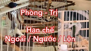 Hướng dẫn cách phòng trị chào mào NGOÁI / NGƯỚC / LỘN .