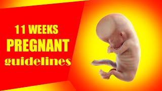 11 Weeks Pregnant – Symptoms of Pregnancy and Baby Size | Baby Movement and Belly Cramping