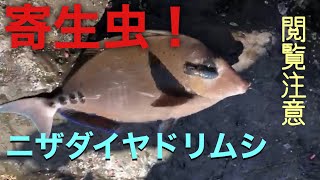 【閲覧注意】ニザダイに付く寄生虫がこちら！ニザダイヤドリムシ！