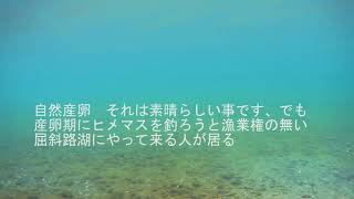 秋の屈斜路湖,ヒメマスの自然産卵