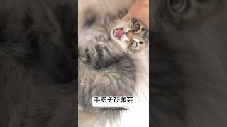 リアクションデカデカ子猫ちゃん #サイベリアン #猫 #顔芸 #子猫