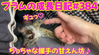 Bushbaby Plum's Growth Diary ショウガラゴ プラムの成長日記 #384