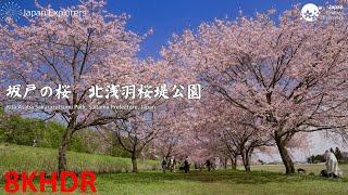 埼玉の桜 北浅羽桜堤公園 Kita Asaba Sakurazutsumi Park 8KHDR