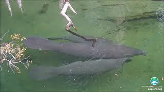 Blue Spring Manatee Webcam Highlights - Above Water (2)