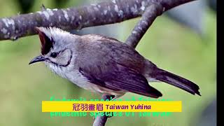 台灣特有種 No.3 冠羽畫眉 Taiwan Yuhina  - Endemic species in Taiwan ( No.3)