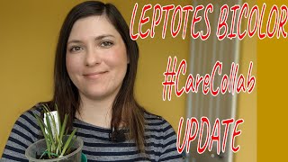 Leptotes bicolor update #CareCollab