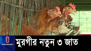 নতুন জাতের  ৩ ধরনের মুরগি এবার  ডিম আর মাংসের বাজারে নিয়ে এলো সুখবর ।। #Egg BLRI