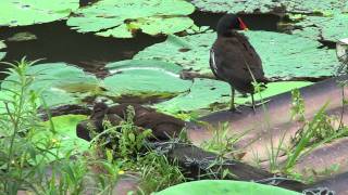 TBG 紅冠水雞 \u0026 幼鳥 20110629 08:12