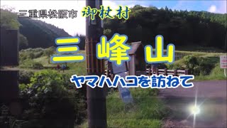 20220904三峰山ヤマハハコ