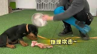 盘点那些狗子挨揍名场面，狗子：我就呲个牙你至于吗？