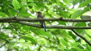 河口湖フィールドセンターのオオルリ（雄・幼鳥）その１７（4K60P動画）