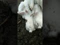 RABBIT, OMG Animals SOO Cute! AWW Cute baby animals, CUTEST moment of the Animal Planet 兔子 #609