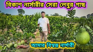 বিকাশ নার্সারীর সেরা লেবুর রেডি গাছ।Bikash nursery visit.