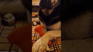 ВЕО Бронислав. СТРАШНО?🫣😉#shorts,#dog ,#вео ,#моясобака ,#собака ,#овчарка ,