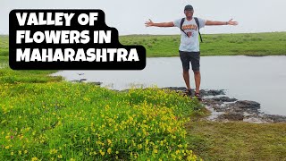 Kaas Plateau | Kaas Pathar Satara |  कास पठार  | Valley of Flowers | Satara Maharashtra