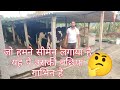 जो हमने सीमेन लगाया है यहा पे उसकी बछिया गाभिन है//ANS dairy farm Mujaffarpur Bihar