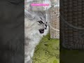 ねこちゃん動画シリーズ可愛い🐱